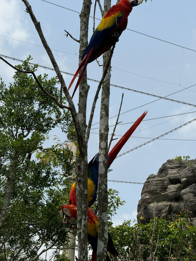 Bird Paradise Singapore: A Must-Visit for Nature & Wildlife Lovers