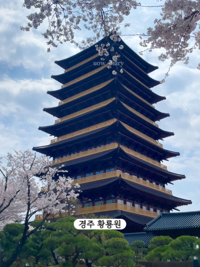 한달뒤면 벚꽃을 볼 수 있습니다!-부산 벚꽃명소