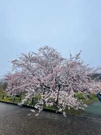 京都|京都賞櫻秘境府立植物園 130種櫻花交織春日美好