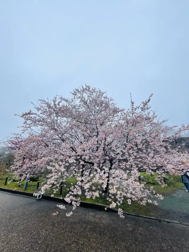 京都|京都賞櫻秘境府立植物園 130種櫻花交織春日美好