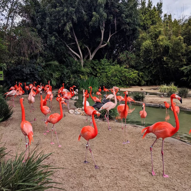 動物たちの楽園！サンディエゴ動物園で過ごす一日