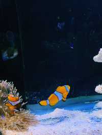 A Deep Dive into Underwater World Langkawi! 🐠