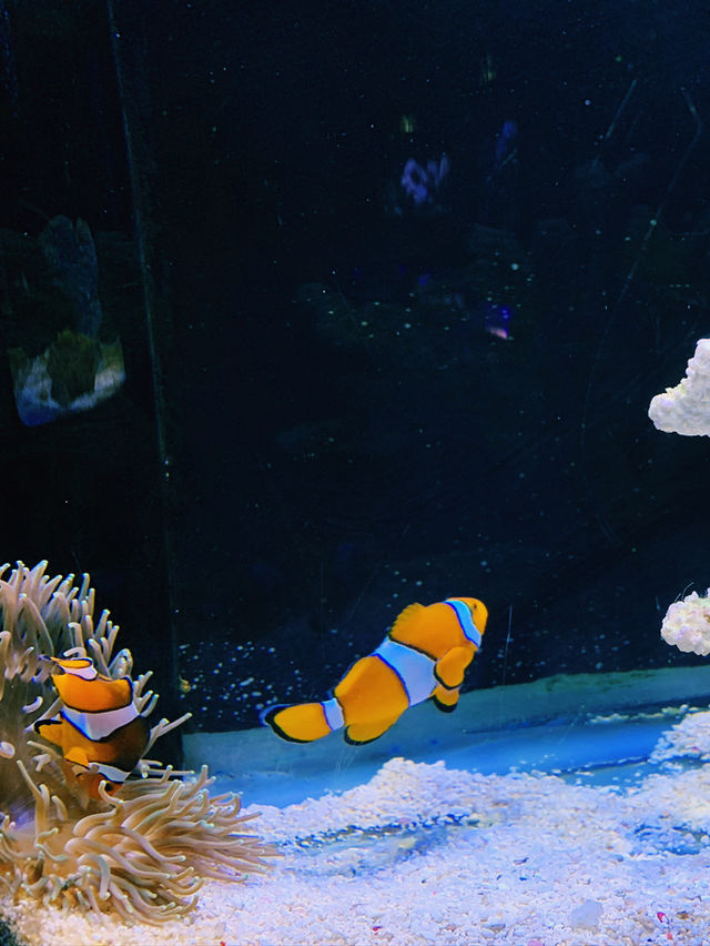 A Deep Dive into Underwater World Langkawi! 🐠