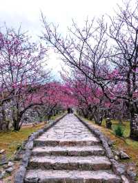 Nakijin Castle - History x Sakura
