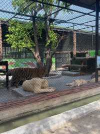 曼谷🇹🇭必推！大城動物園🦒距離近又有滿滿的長頸鹿