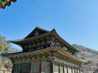 충북 보은에서 만난 유네스코 유산 법주사