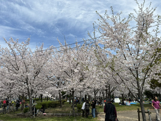 毛馬櫻之宮公園的櫻花之旅 身心愉快