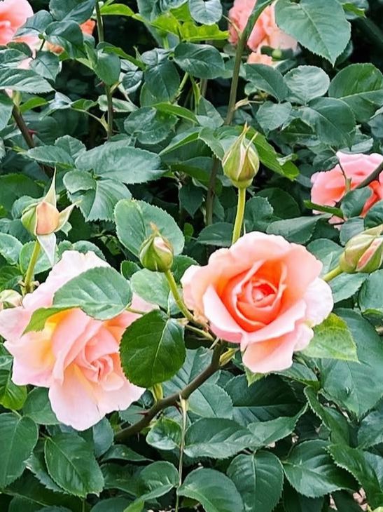 四季折々の花が楽しめる！🌼🌸🌷🌹