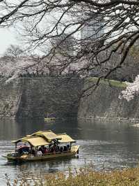 大阪城御座船：櫻花盛放下的浪漫旅程 🌸🚤