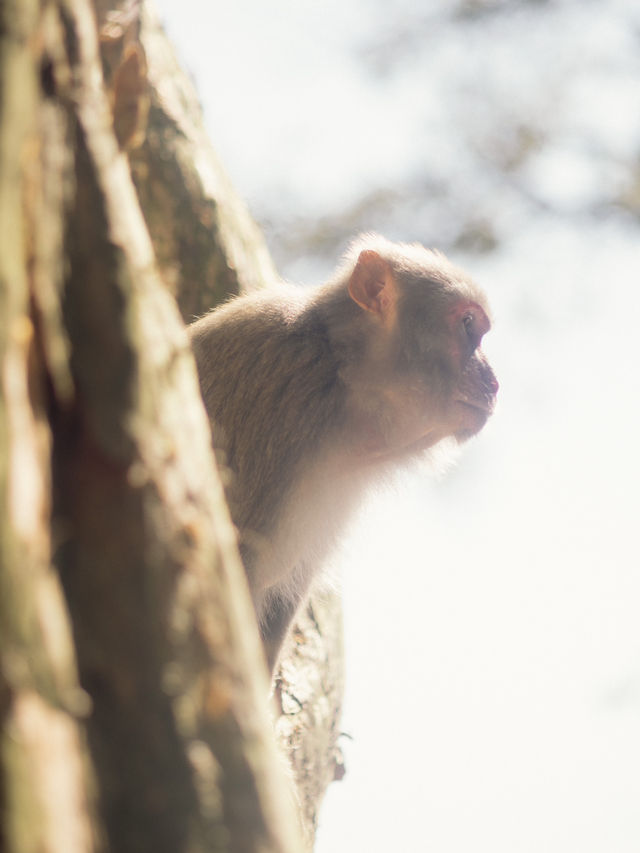 係城門水塘 同🐒度過嘅一日