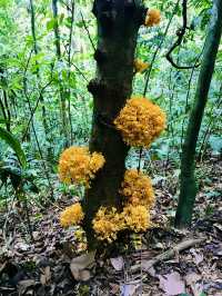 Lepoh Waterfall: A Scenic Hike Adventure