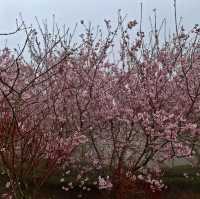私人秘境瑪嵐雲瀑花園賞櫻、賞茶園及雲海趣