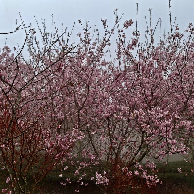 私人秘境瑪嵐雲瀑花園賞櫻、賞茶園及雲海趣