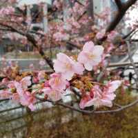 Mid February viewed of cherry blossoms along Kyushu & Tokyo streets.