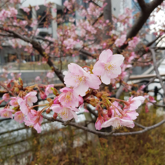 Mid February viewed of cherry blossoms along Kyushu & Tokyo streets.
