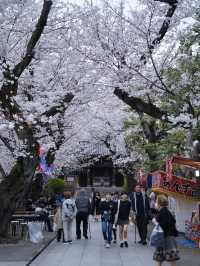 【東京】行かなきゃ損‼️都会の喧騒を忘れて桜を愛でる✨※屋台もあるよ