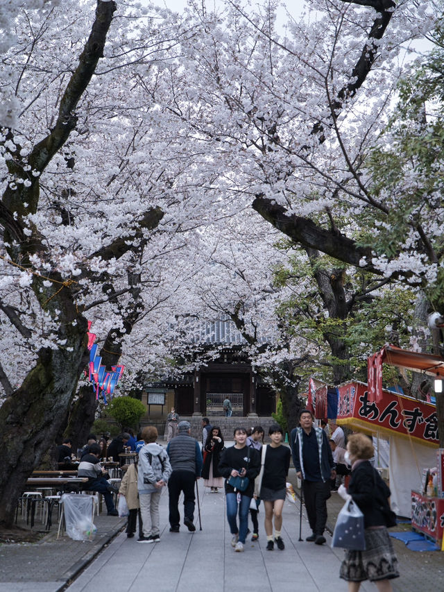 【東京】行かなきゃ損‼️都会の喧騒を忘れて桜を愛でる✨※屋台もあるよ