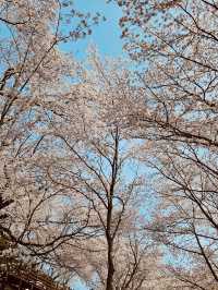 Spring Festivals and Cherry Blossom Delights 🎉🌸