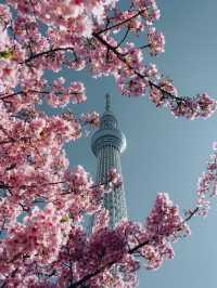 Chasing Sakura at Tokyo Skytree