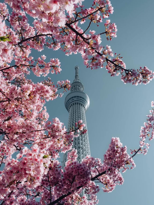 Chasing Sakura at Tokyo Skytree
