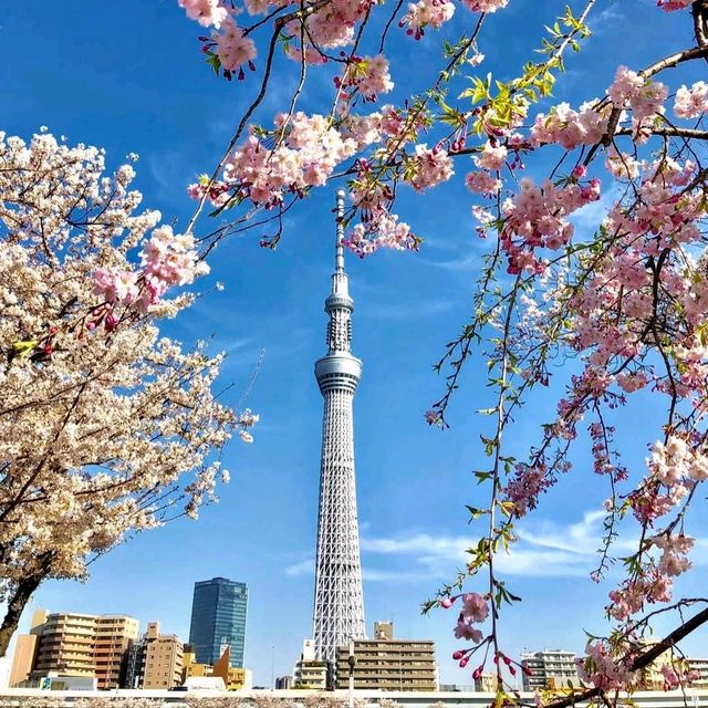 來張櫻花與晴空塔同框美照！隅田川公園賞櫻。