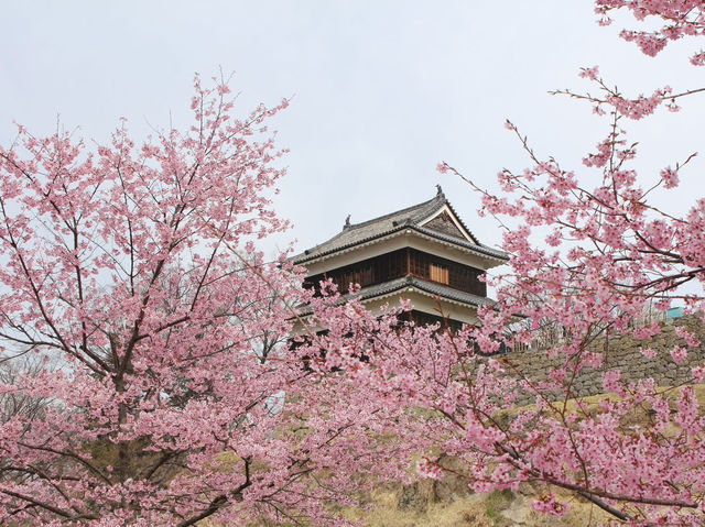 Chasing Sakura at Ueda Castle Ruins Park