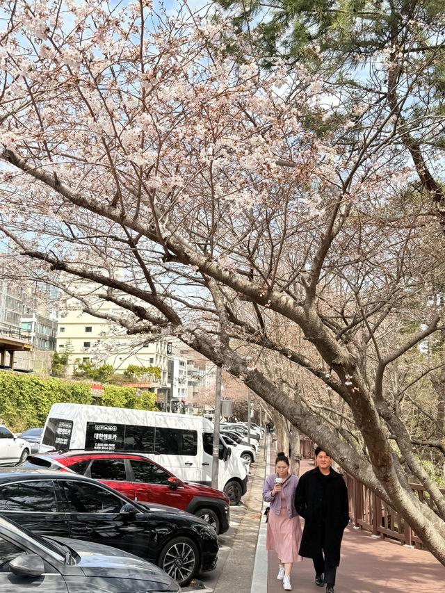 釜山｜迎月路粉色浪漫散步道 臥牛山的浪漫故事