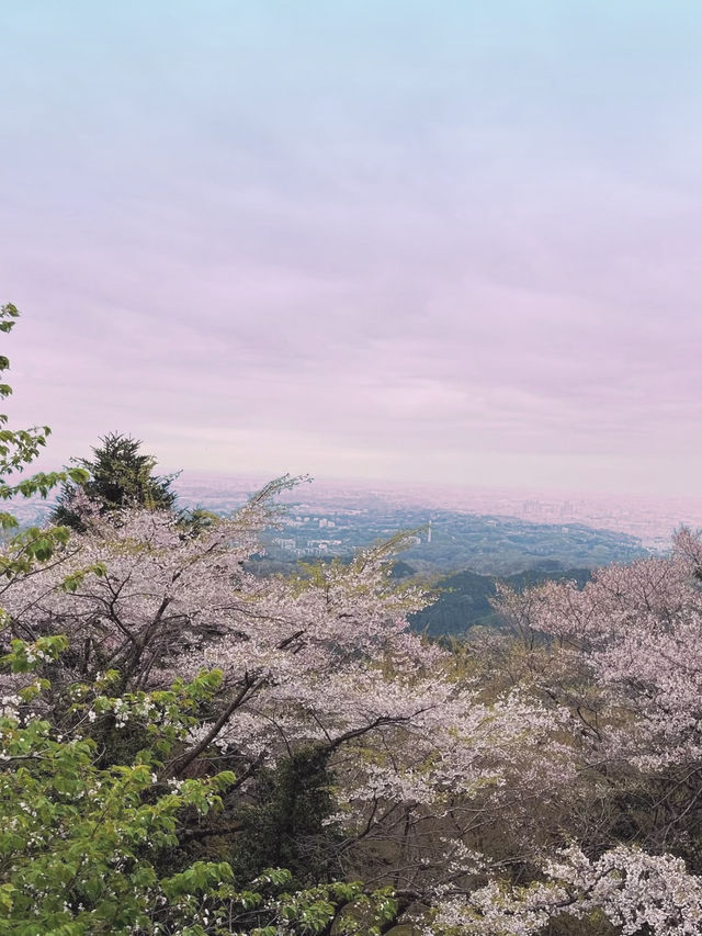 Spring Trekking at Mt. Takao: A Flower-Filled Adventure🌸
