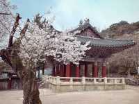 HISTORIC BEAUTY | BULGUKSA TEMPLE DRAPED IN CHERRY BLOOMS