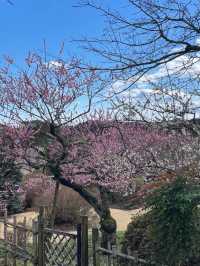 Spring Blossoms at Kairakuen, Mito🌸
