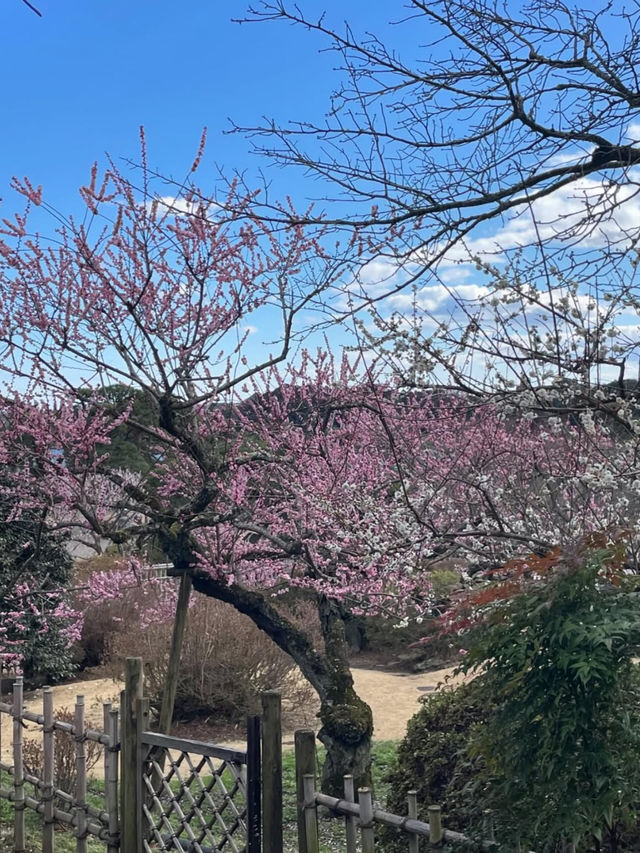 Spring Blossoms at Kairakuen, Mito🌸