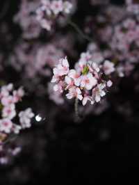 Kyoto | Enjoy the Sakura in full bloom in Kyoto