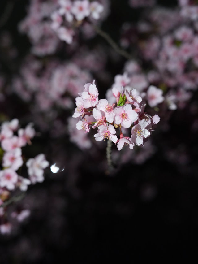 Kyoto | Enjoy the Sakura in full bloom in Kyoto