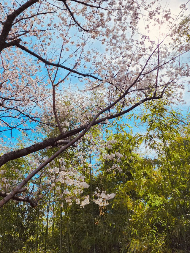 A Floral Photographer's Dream