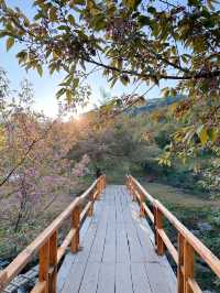 Chasing cherry blossom at Doi Inthanon 🌸