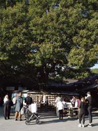 Meiji Shrine ศาลเจ้าแห่งความสงบใจกลางโตเกียว