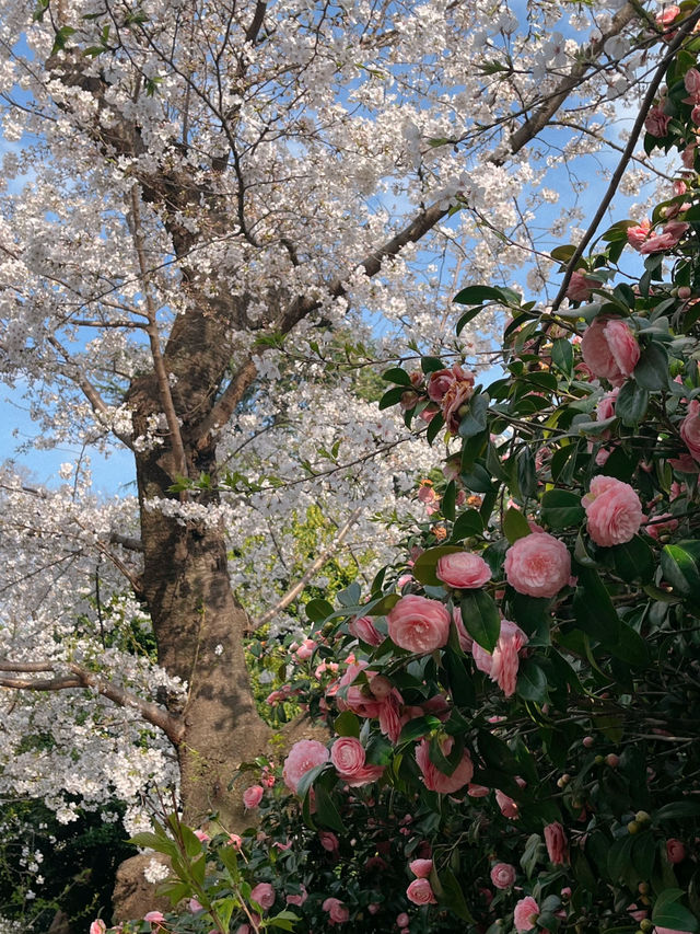 도쿄 벚꽃 명소 꽃놀이🌸