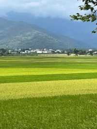 伯朗大道 台東