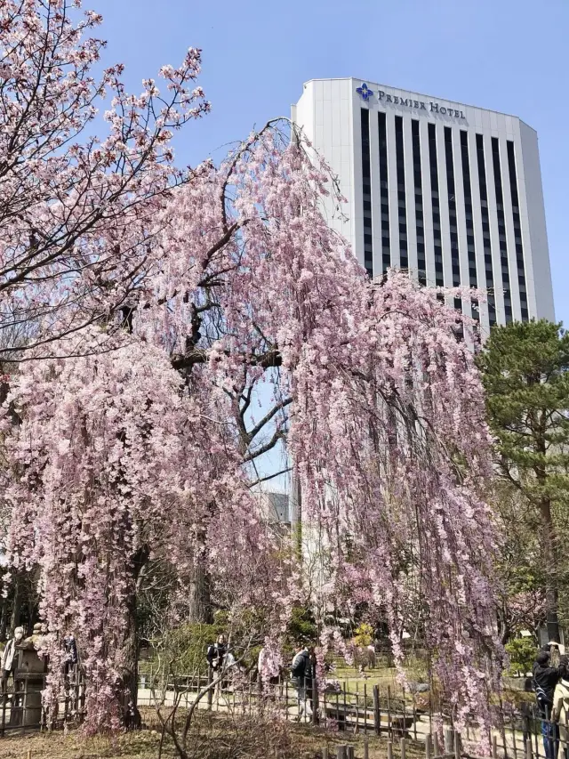 Spring Outing: Nakajima Park🌸