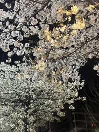 석촌호수말고 여기가세요!