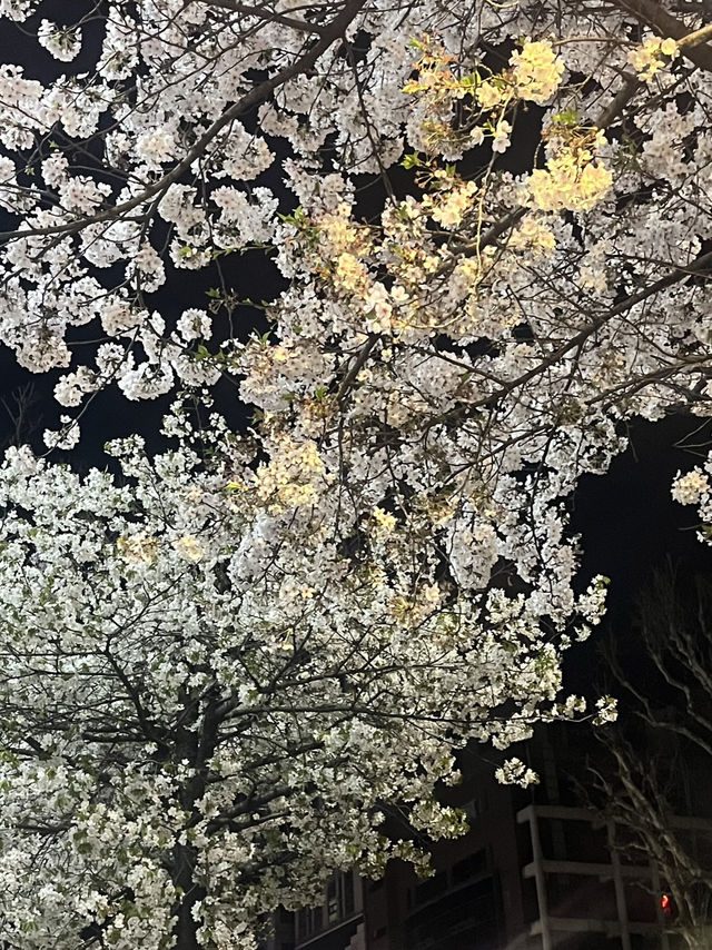 석촌호수말고 여기가세요!