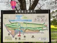 一度は行きたい権現堂堤の桜