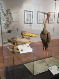 The natural history museum 