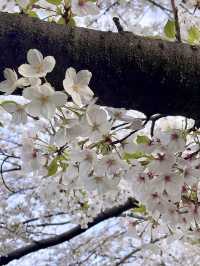 Full Bloom! Spring at Soshigaya Park🌸