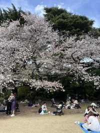 Cherry Blossoms in Full Bloom at Osaka Castle Park🌸