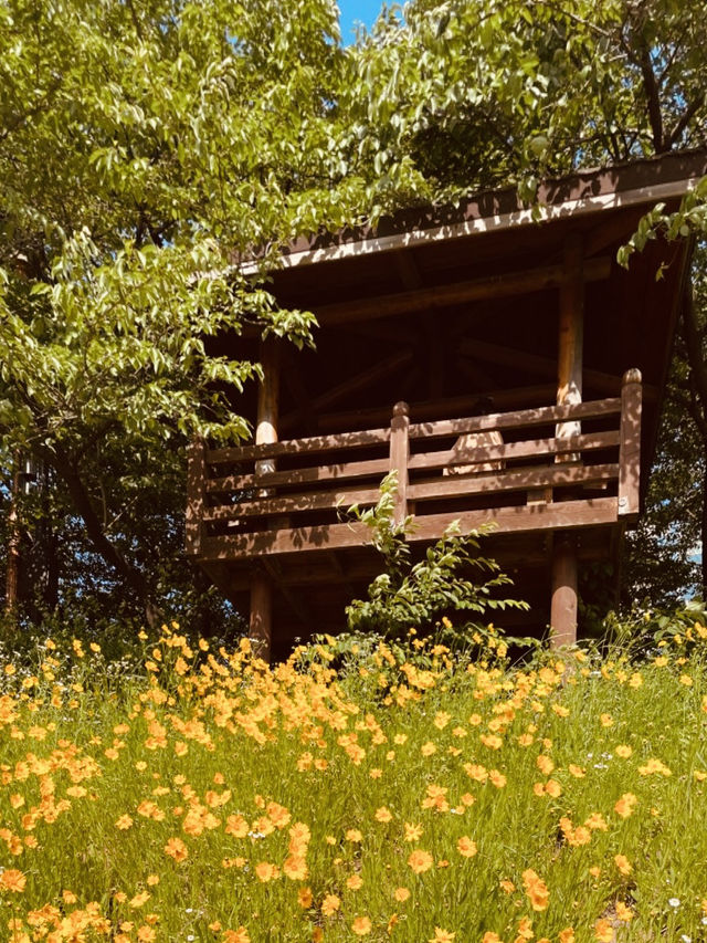 Silgaecheon in Bloom: Spring Colors by the Flowing Stream
