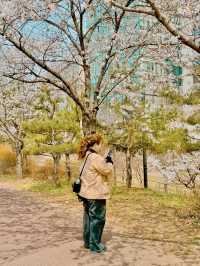 봄엔 벚꽃을 보러 떠나보세요!!😀😀