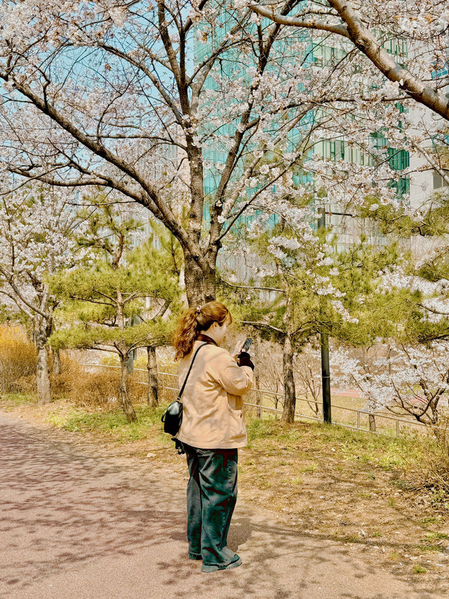봄엔 벚꽃을 보러 떠나보세요!!😀😀