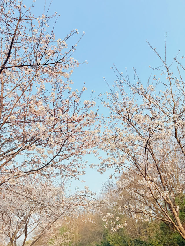 봄벚꽃 여행을 떠나요😆