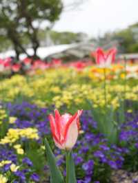 【岐阜×木曽三川公園】園内に咲き乱れる八重桜が素晴らしい